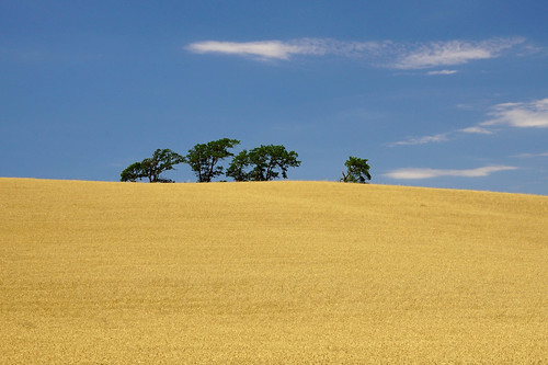 minimalism panorama paesaggio clouds sky trees fields hill cielo sonyalpha68 ilca68 outdoor wheat agriculture countryside nature