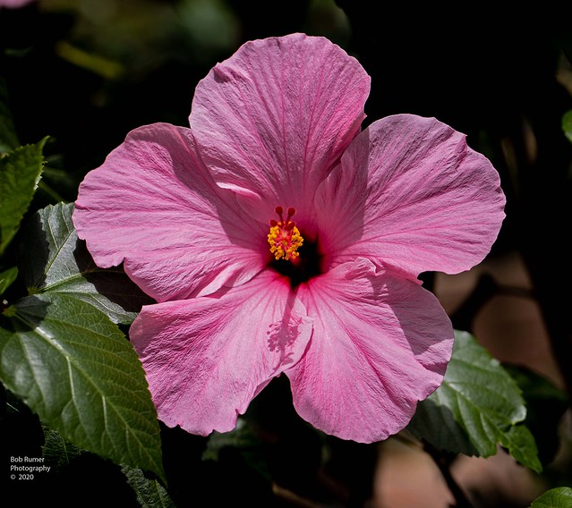 Hibiscus Pink.