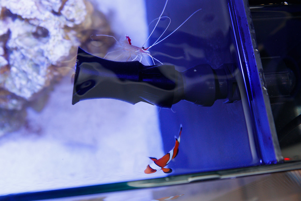 VCA Random Flow Generator in a saltwater nano with a clown fish and a skunk cleaner shrimp