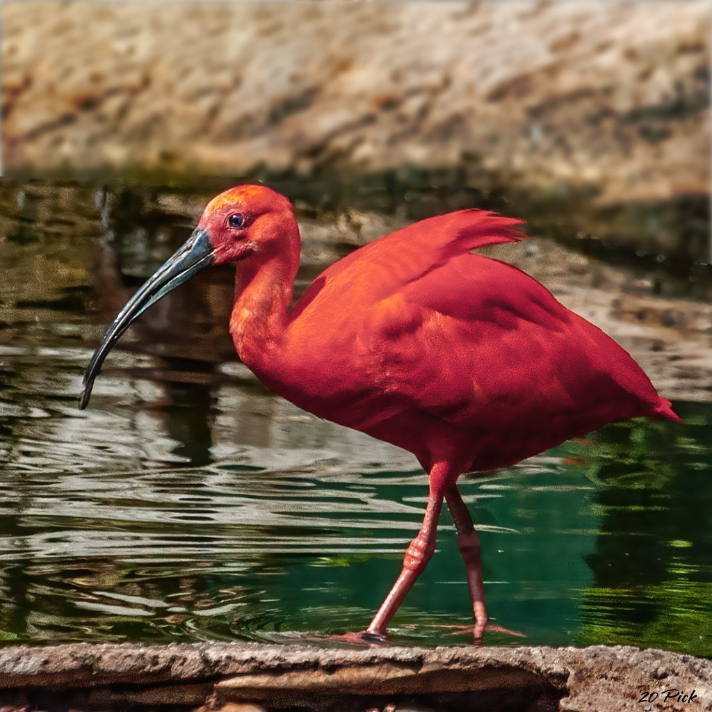 Pink Ibis Pose