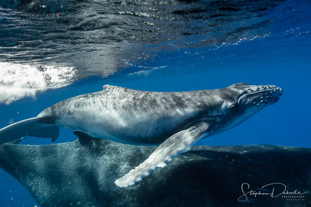 Bora Bora Photographer Stephan & Bonnie | 100% Positive reviews! | Blissful moment with a Humpback Whale in Bora Bora