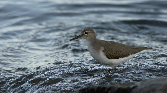 Spotted Sandpiper in the waves