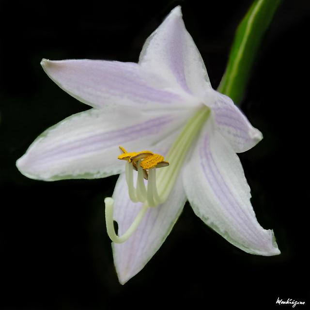 Hosta flower - Fleur d' Hosta