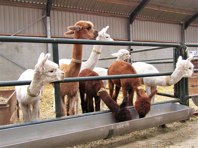 Alpaca Farm in Kaulille