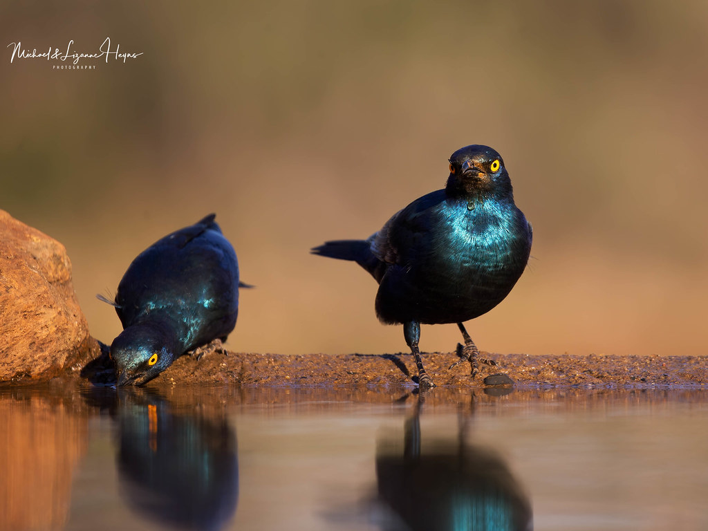 Black Birds with Yellow Beaks in Cape Glossy Starling