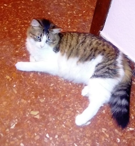 Orson, gato blanquipardo de pelo semilargo guapo y dulce nacido en Julio´18 en adopción. Valencia. ADOPTADO.   50285472012_10e519e9fc