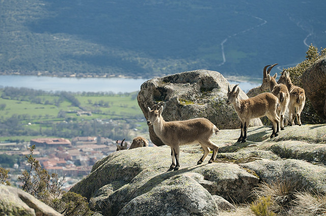 Capra pyrenaica victoriae - Gredos Ibex