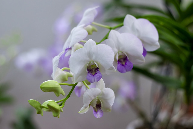 Dendrobium Orchid