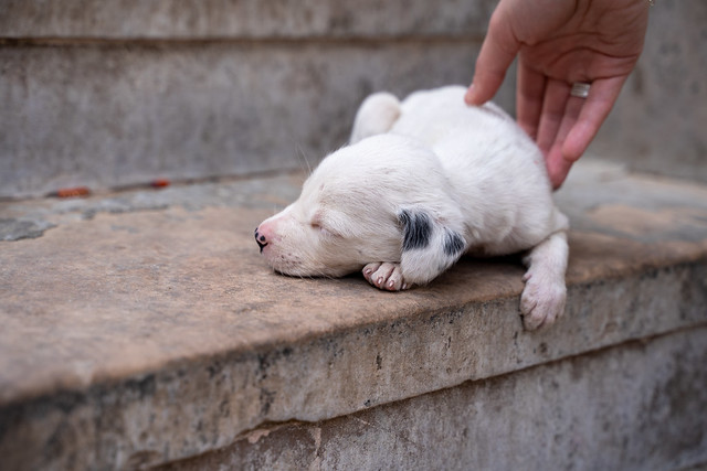 Female hand pets a newborn puppy street dog laying on steps in Jaipur, India