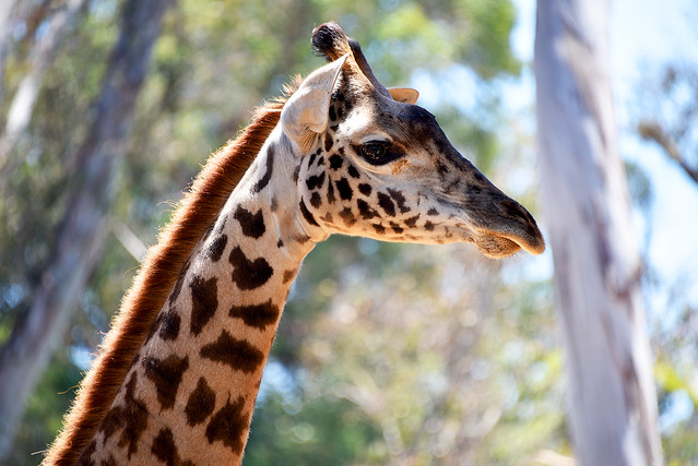 San Diego Zoo - Masai Giraffe