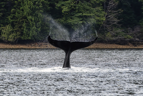 wildlife whale humpback lobtailing quatsino vancouverisland britishcolumbia explored