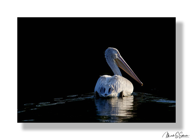 American White Pelican at Emiquon National Wildlife Refuge - No 1