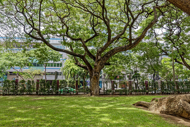 Lumpini Park Bangkok (3 sur 103)