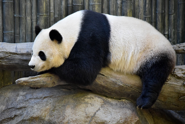 San Diego Zoo - Giant Panda