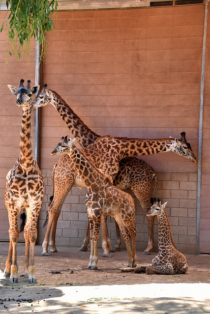 San Diego Zoo - Masai Giraffes