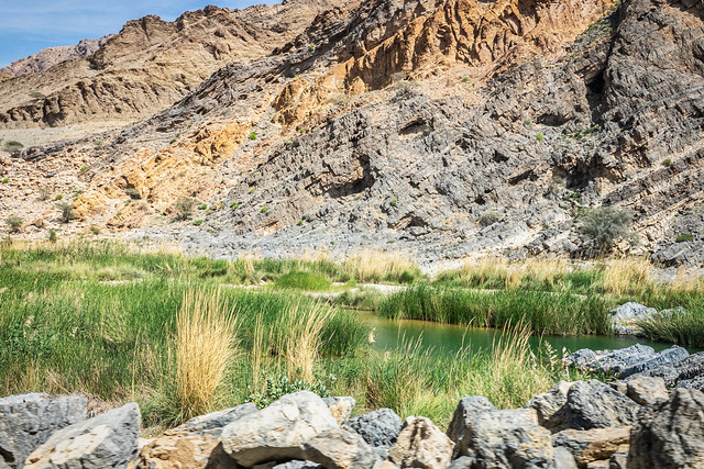 Water in the Desert and Greens - Oman 130