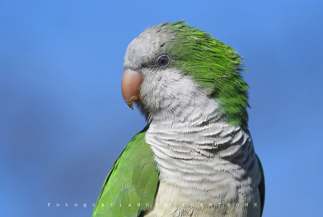 - COTORRA ARGENTINA...( Myiopsitta monachus - green parrot - Monk Parakeet ) TOMA EN RESERVA ECOLOGICA COSTANERA SUR .RECS.!