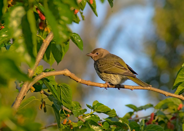 The Mulberry Thief. A Female Figbird.