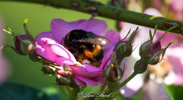 Bumble Bee on a rose bush