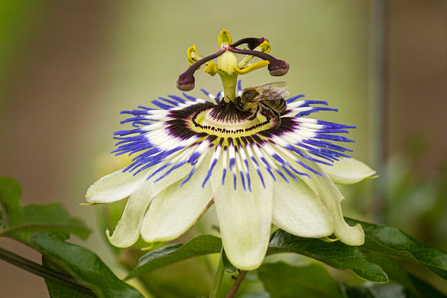 Passion Flower and Bee