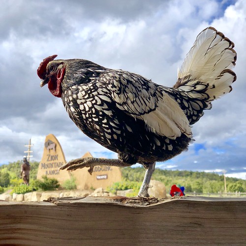 Rooster at Zion Mountain Ranch