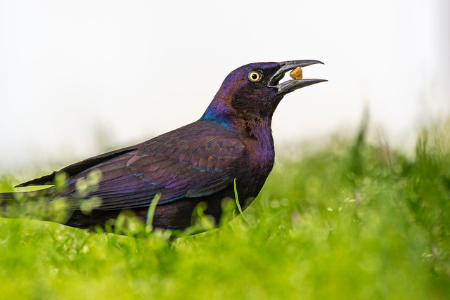 Grackle In The Grass-2