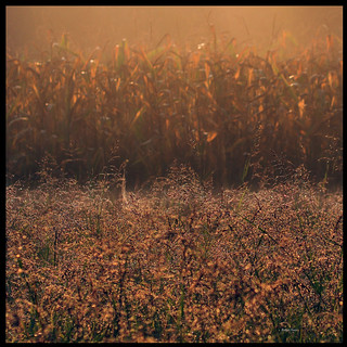 Field of golden hue