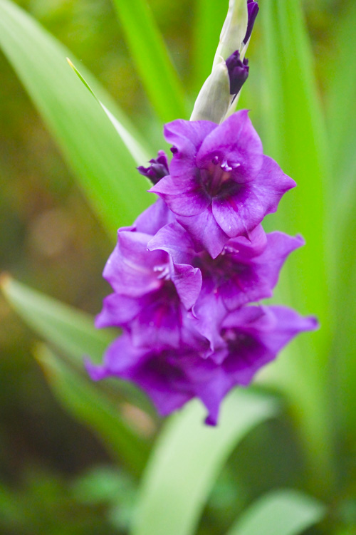 Gladiolus (Sword lily)  --  Glaïeul