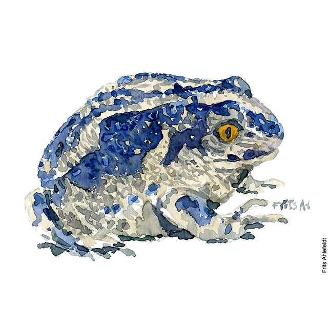 dw00008-Common-spade-foot-toad-watercolor-loeg-froe-illustration-by-frits-ahlefeldt