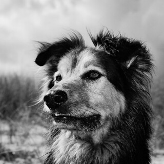 Misio, le loup | Square portrait of my dog. | Claus Gerull | Flickr