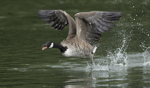 canada goose run water wildlife nature