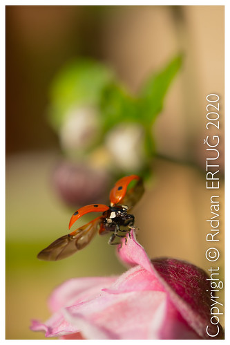 nikond850 nikon d850 reallyrightstuff mh01monopodhead gitzo gm2542monopod nikon60mmf28 macro ladybird ladybug insect “nikonflickraward” uk leicestershire england rertug ertug