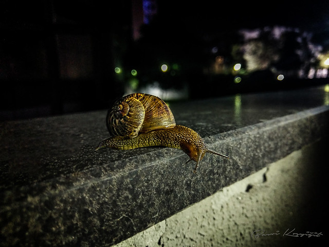 Gary (Snail)  🐌