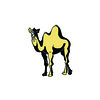 Camel spit