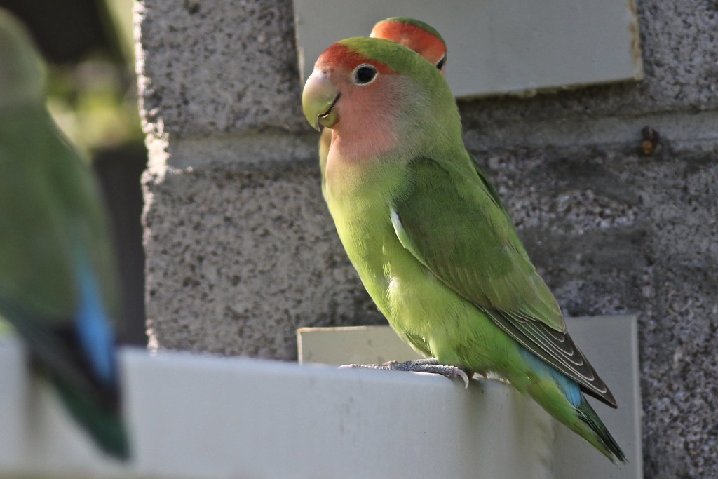 Rosy-faced Lovebird | El Dorado Park, Phoenix, AZ 8/30/20 | Larry Bird ...