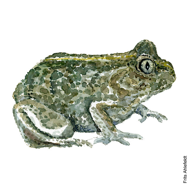 dw00009-watercolor-frog-common-spade-toad-loegfroe-frits-ahlefeldt