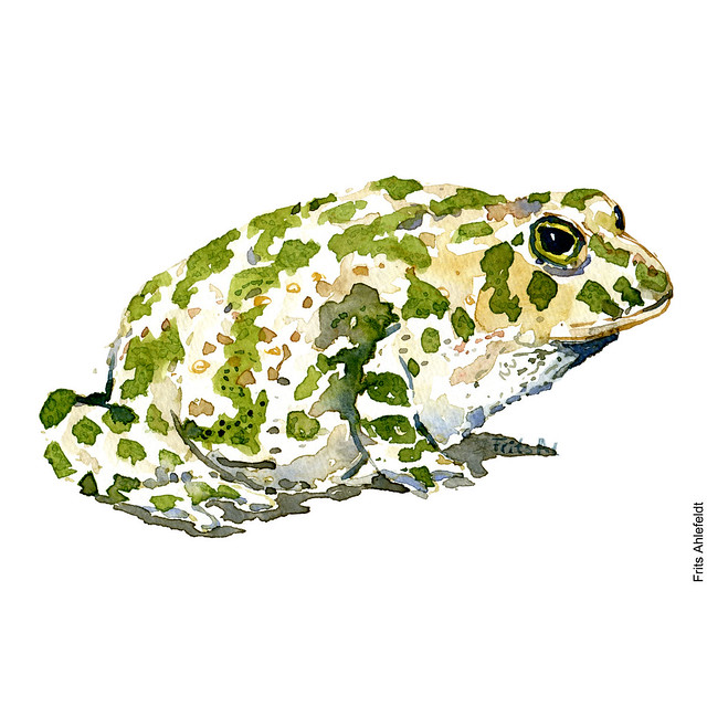 dw00007-Green-toad-side-illustration-by-frits-ahlefeldt