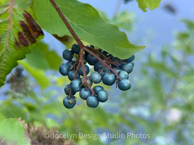 Dogwood wild berries