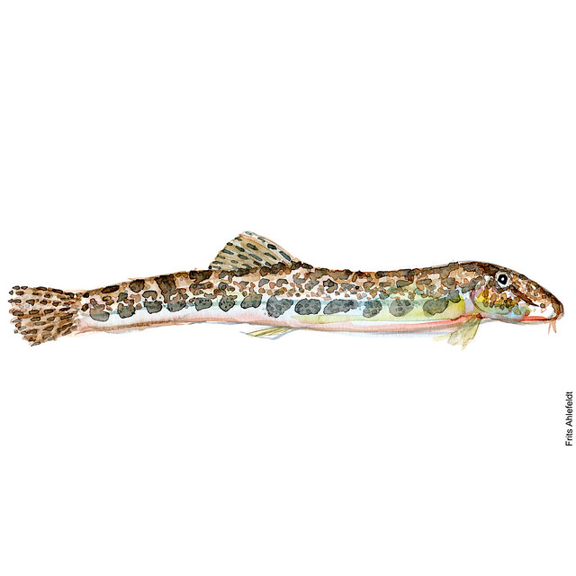 dw00039-freshwater-fish-Spined-loach-watercolor-pigsmerling-by-frits-ahlefeldt