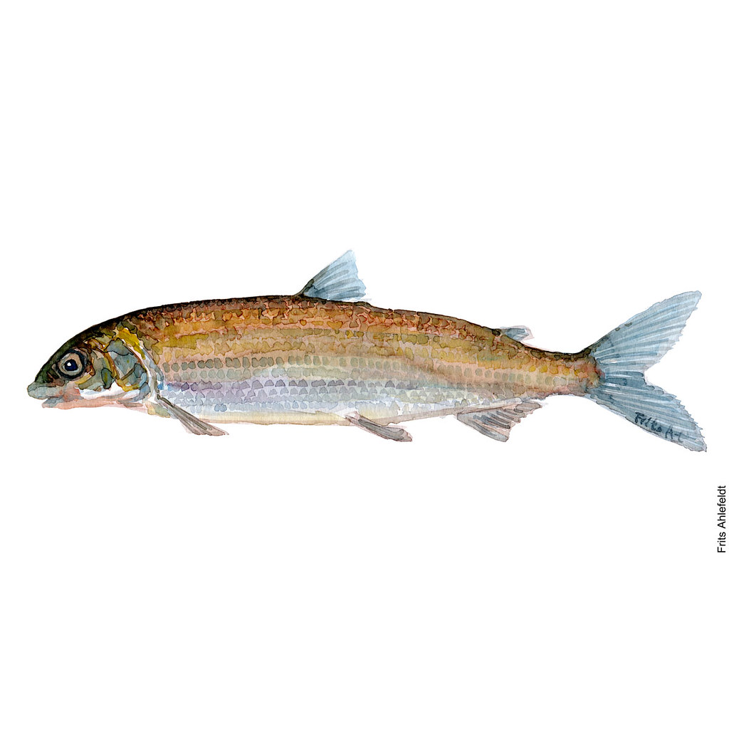 dw00048-freshwater-fish-whitefish-watercolor-helt-by-frits-ahlefeldt