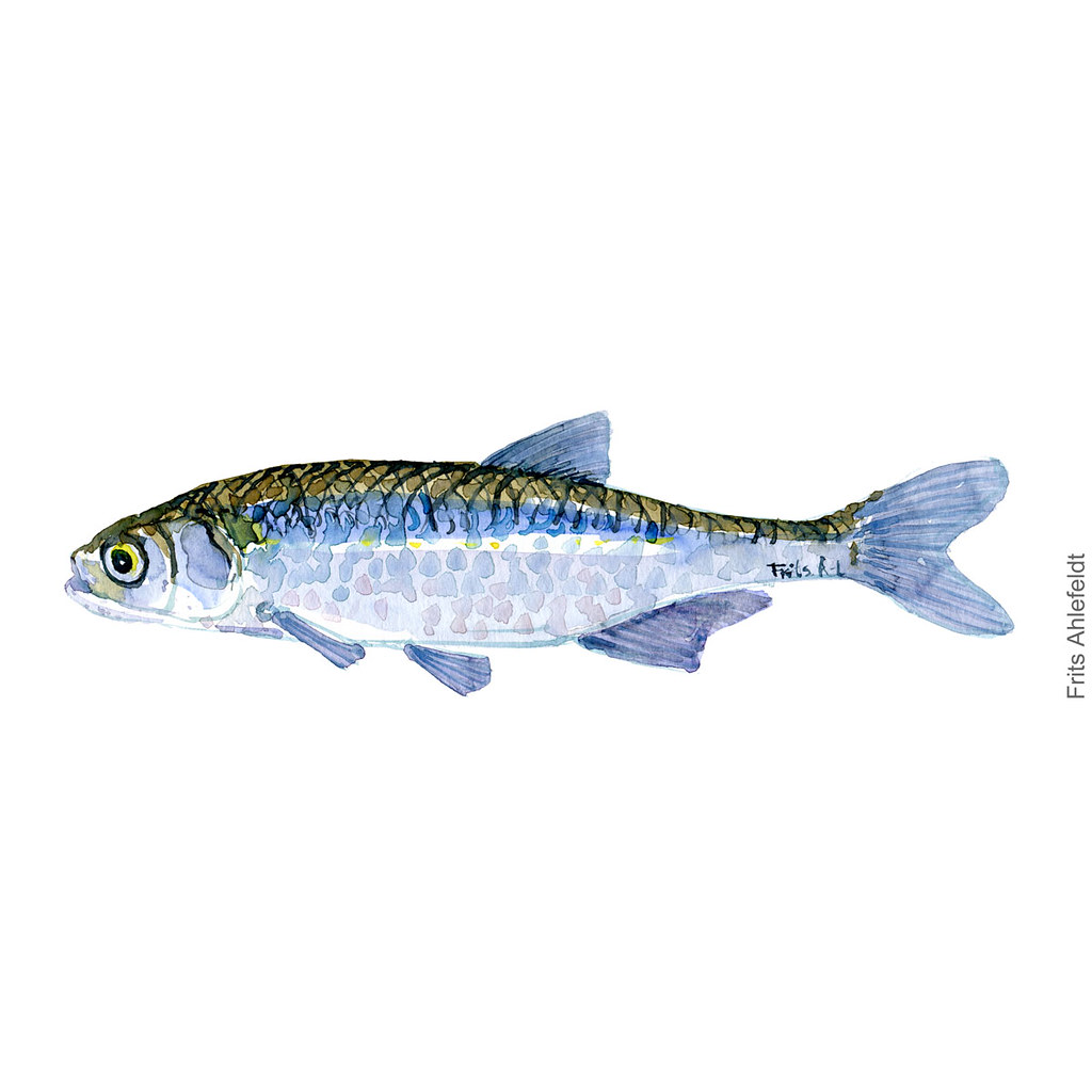 dw00062-freshwater-fish-sun-bleak-regnloeje-moderlieschen-watercolor-akvarel-by-frits-ahlefeldt