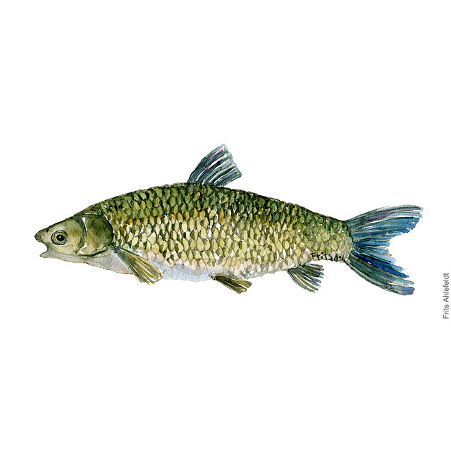 dw00059-freshwater-fish-grass-carp-graskarpfen-graeskarpe-akvarel-by-frits-ahlefeldt