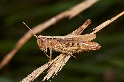 grasshopperrufous raynox dcr150