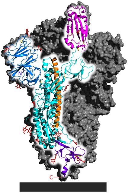 6VSB_spike_protein_SARS-CoV-2_monomer_in_homotrimer