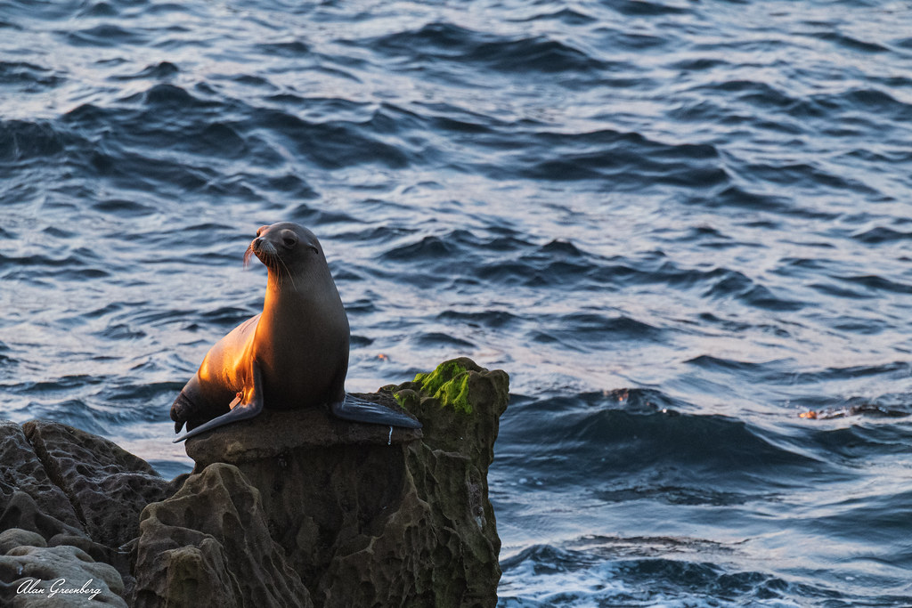 Seal on the lookout