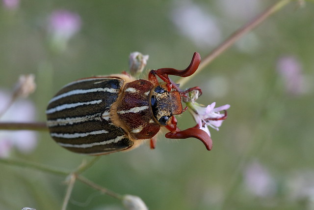 Ten-lined June Beetle 1