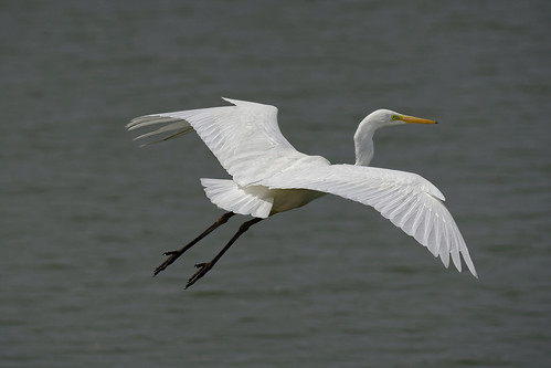 aigrette egret gret grande nature bird oiseau wildlife white blanc lac lake water eau flying fly voler fish fishing pecher ardea alba