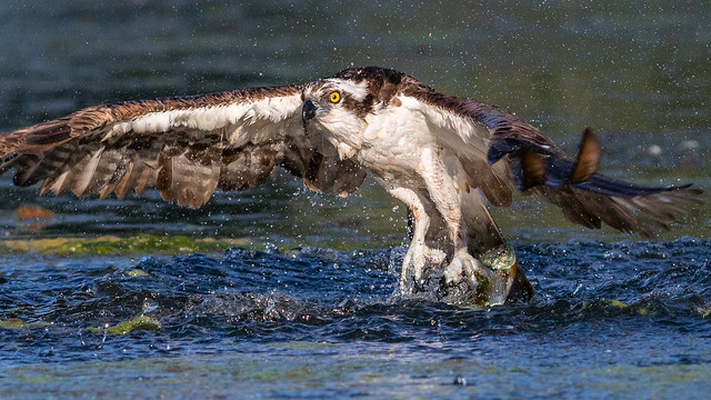Osprey Hawk - with fish