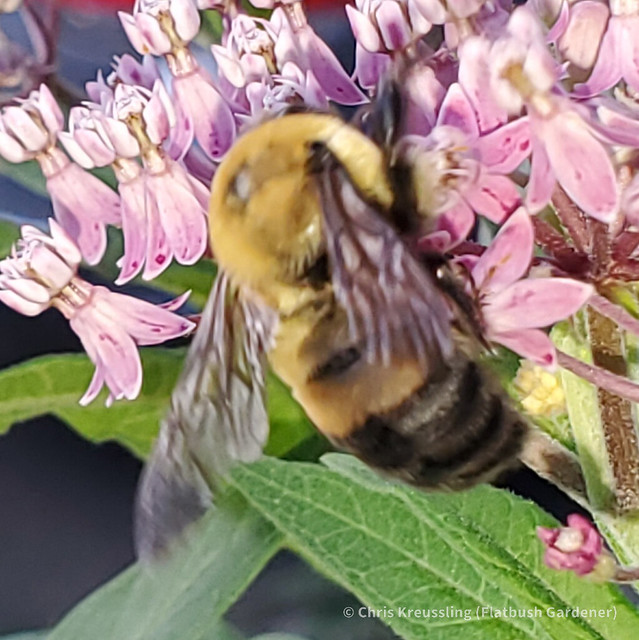 Bombus griseocollis on Asclepias incarnata in my front yard, August 2020