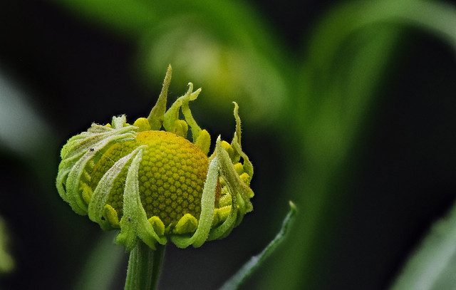 Helenium flower about to open fase 2 (Explored)